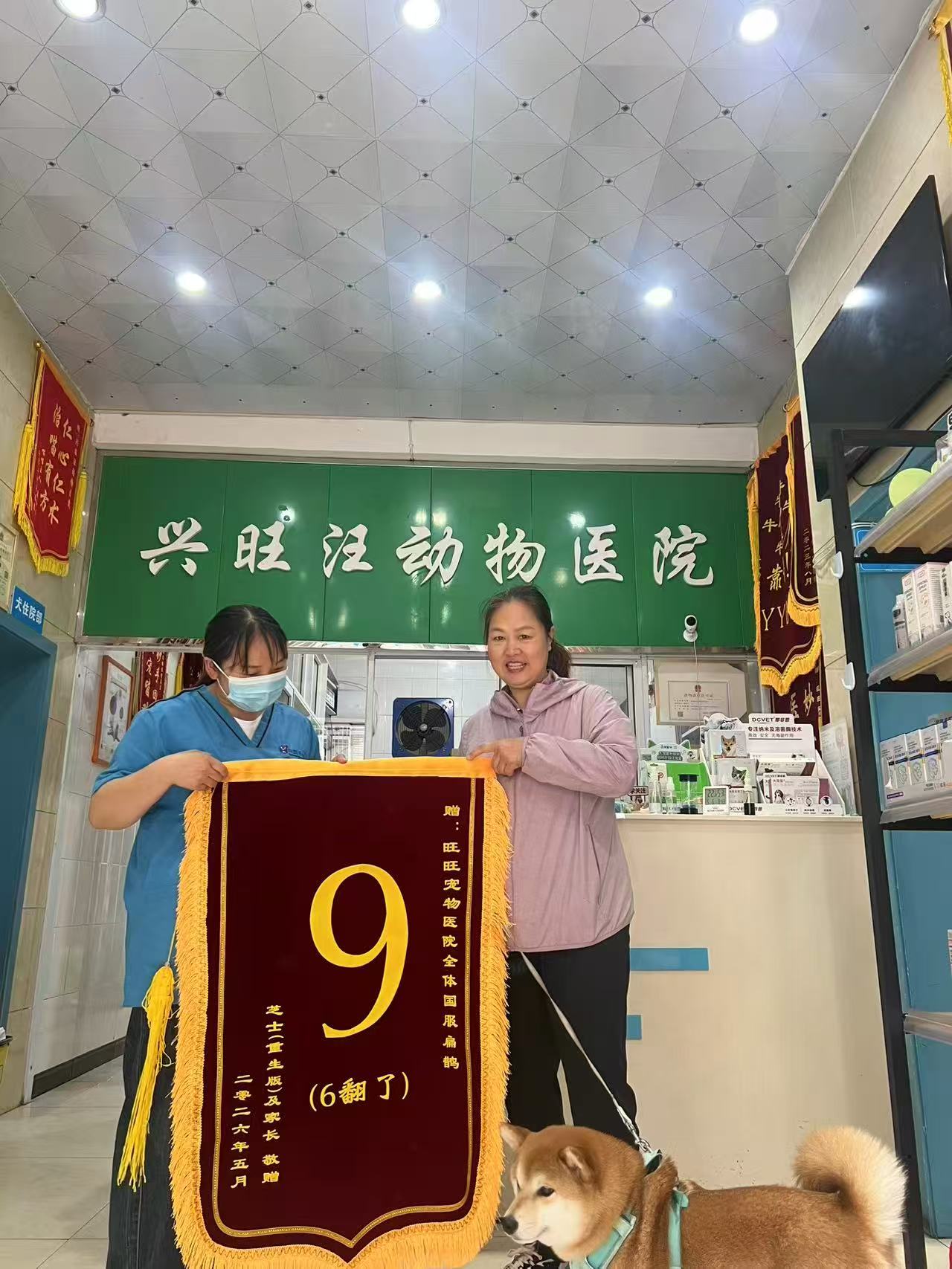 宠物犬猫ICU重症